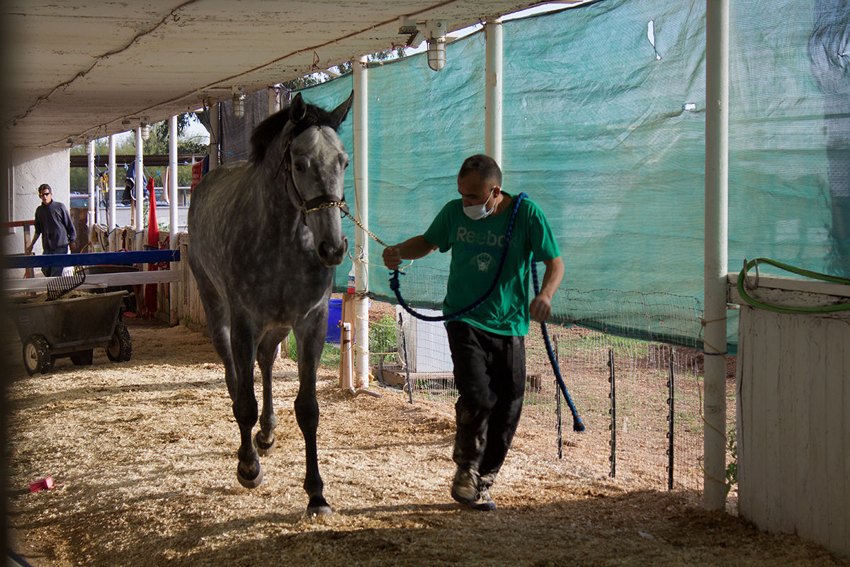 horse walking